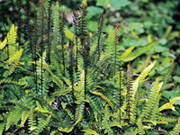 Hardy Fern Blechnum penna-marina